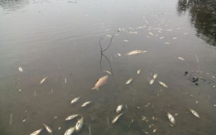 Правоохоронці і Мінприроди розслідують масову загибель риби в Молочному лимані