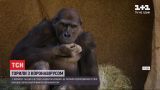 У зоопарку Сан-Дієго горили захворіли на коронавірус