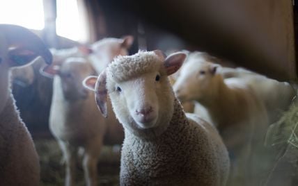 Після скандалу з вівцями споживслужба зобов’язала ініціювати покращення умов для тварин в портах
