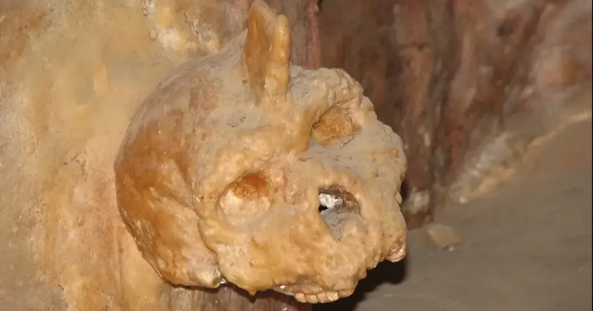 Череп Петралони. Фото: Nadina/CC BY-SA 3.0