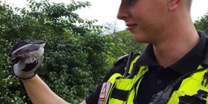 В Риге полиция наняла воробья младшим инспектором