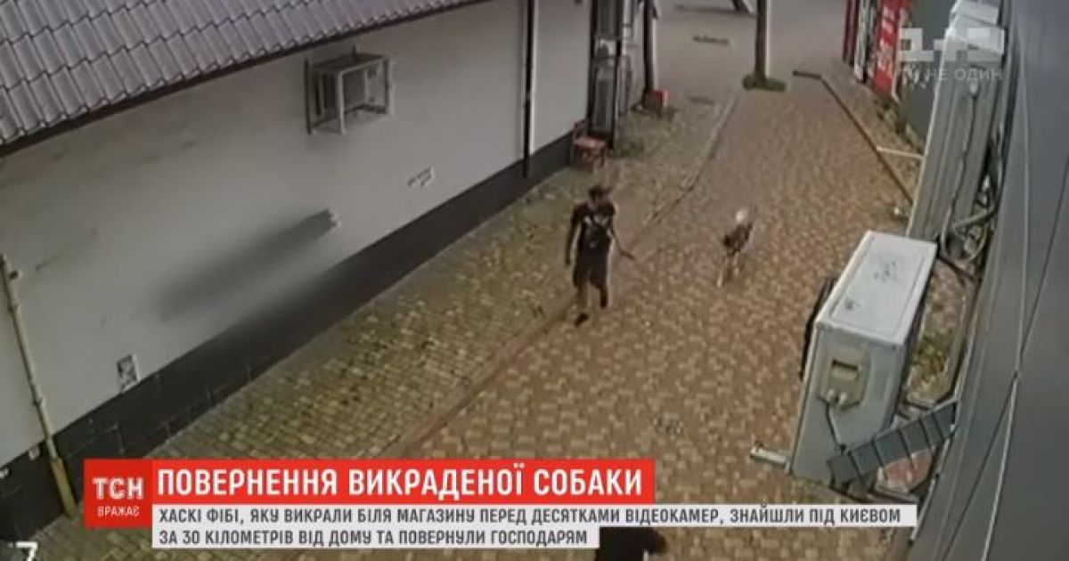 У Києві власники відшукали викраденого пса за 30 кілометрів від дому
