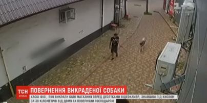 В Киеве владельцы отыскали похищенного пса за 30 километров от дома