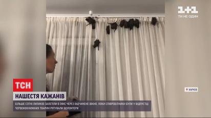 Нашестя рукокрилих: в одному з офісів Харкова оселилася колонія кажанів