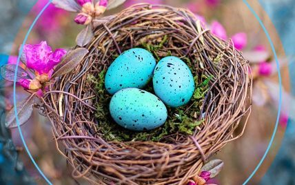 Що таке яйця робін і чому вони сині