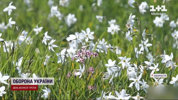 Цвітіння нарцисів на Закарпатті / © 