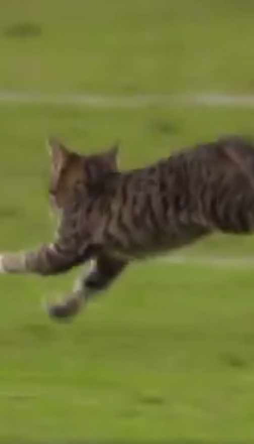 Кот стал звездой телекамер во время футбольного матча в США