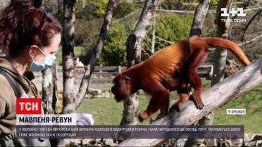 Новини світу: у французькому зоопарку показали дитинча рудого ревуна