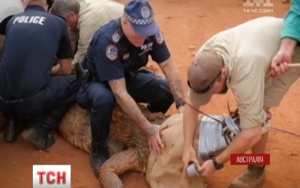 Австралийцы со скотчем победили 4,5-метрового крокодила