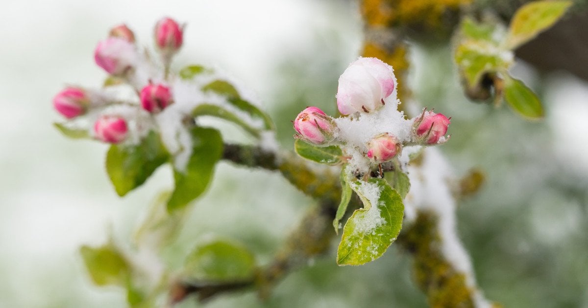 Синоптики попереджають про нічні заморозки 20 квітня
