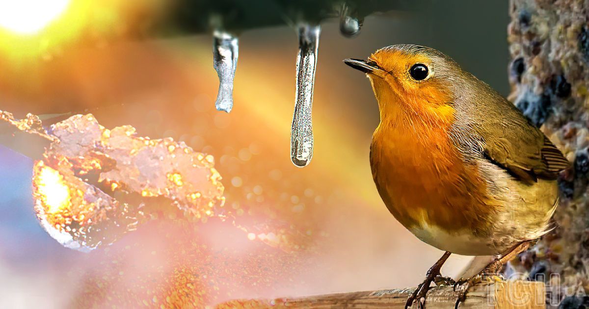 Зими в класичному розумінні в Україні більше немає, вважає синоптик Наталія Голеня / Колаж ТСН.ua