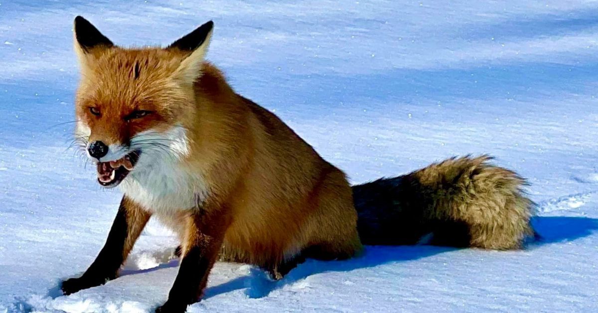 Фото: Бучанский городской совет