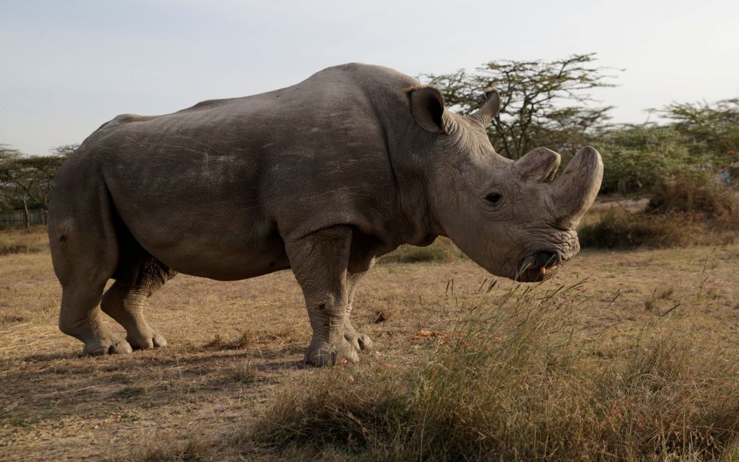 последний самец северного белого носорога / © Reuters