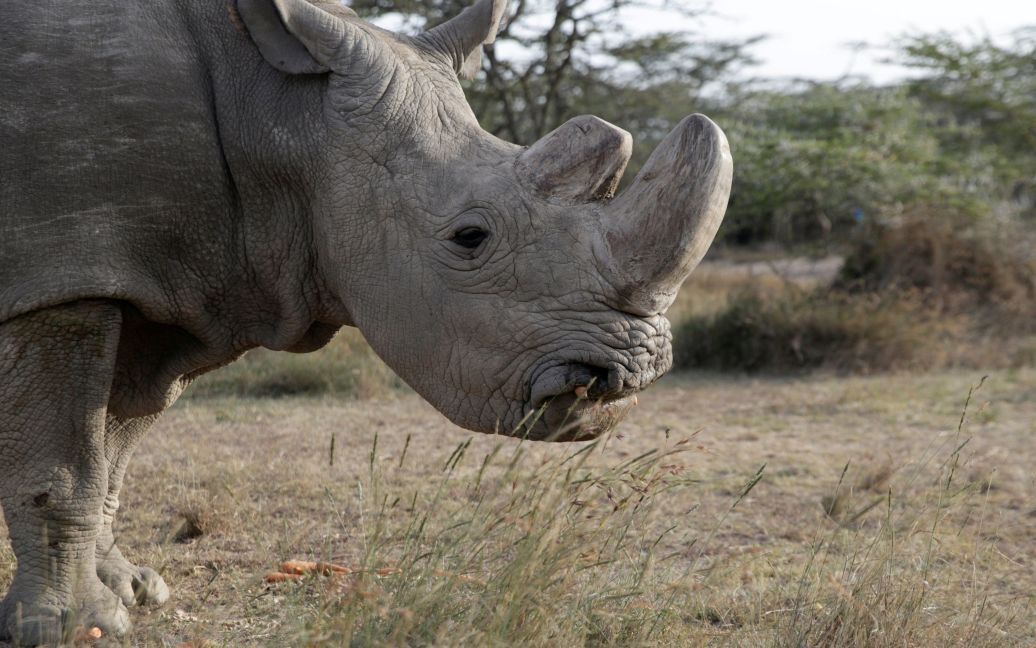 последний самец северного белого носорога / © Reuters