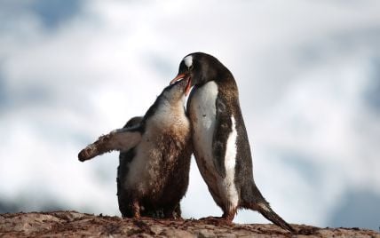 "Поцілунки" пінгвінів і захопливі види океану. Reuters показало неймовірні фото з Антарктиди