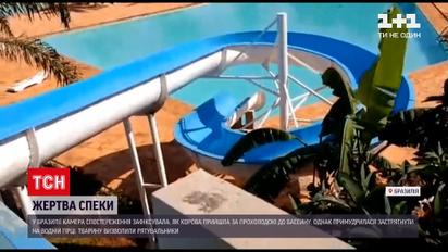 Новости мира: в Бразилии корова застряла на водной горке