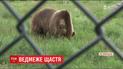 Вблизи Житомира открыли приют для медведей, которых спасли от издевательств