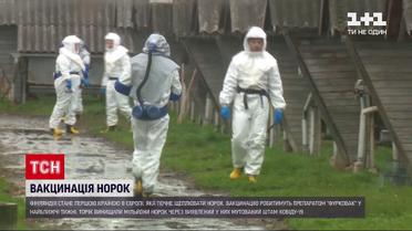 Новости мира: первые в Европе - в Финляндии начнут вакцинировать норок от коронавируса