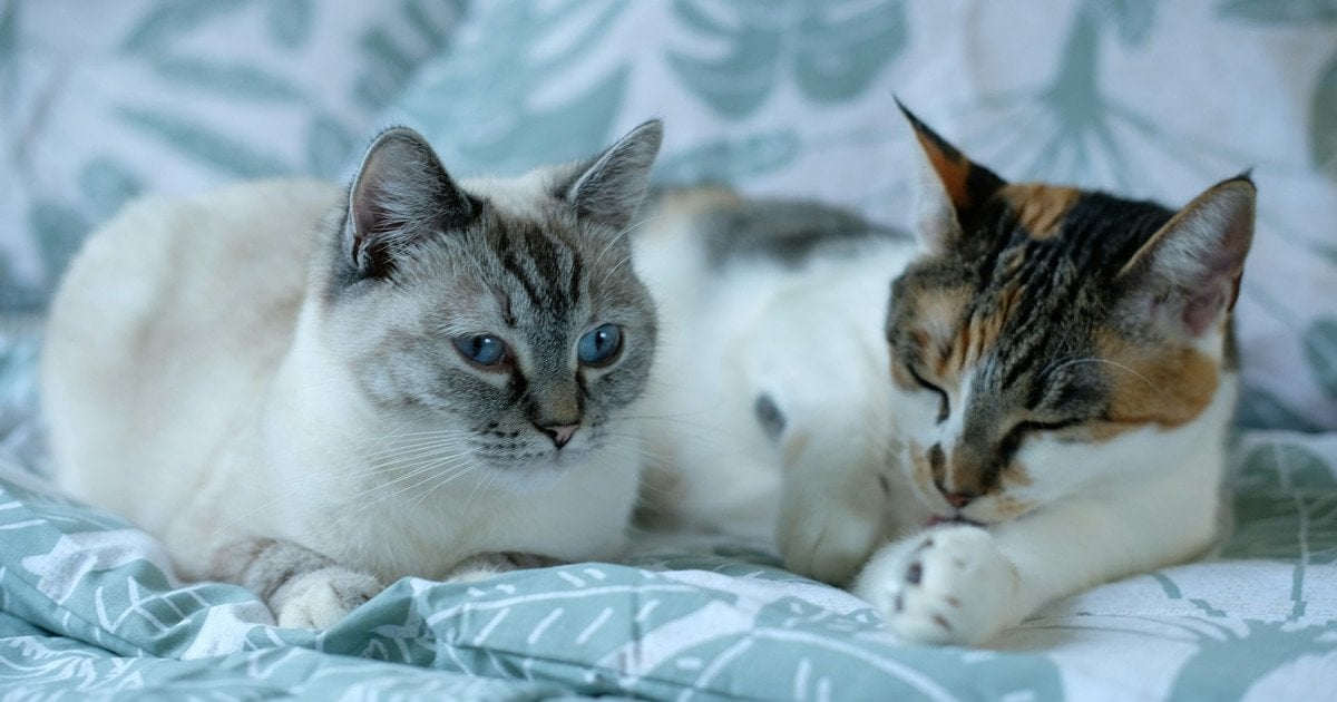 Поради: як грітися взимку