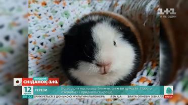 Кумедні відео домашніх улюбленців від глядачів "Сніданку"