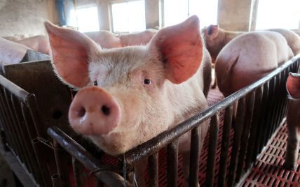 Підпільна свиноферма: на Буковині селянина звинуватили в таємній діяльності