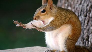 Фото Mary McGowan / © Comedy Wildlife Photography Awards / Facebook