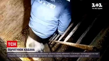 Новости Украины: в Сумской области спасли кабана, который упал в погреб