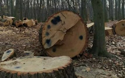 Вирубування вікових дубів у Голосіївському парку: у Києві розпочато кримінальне провадження