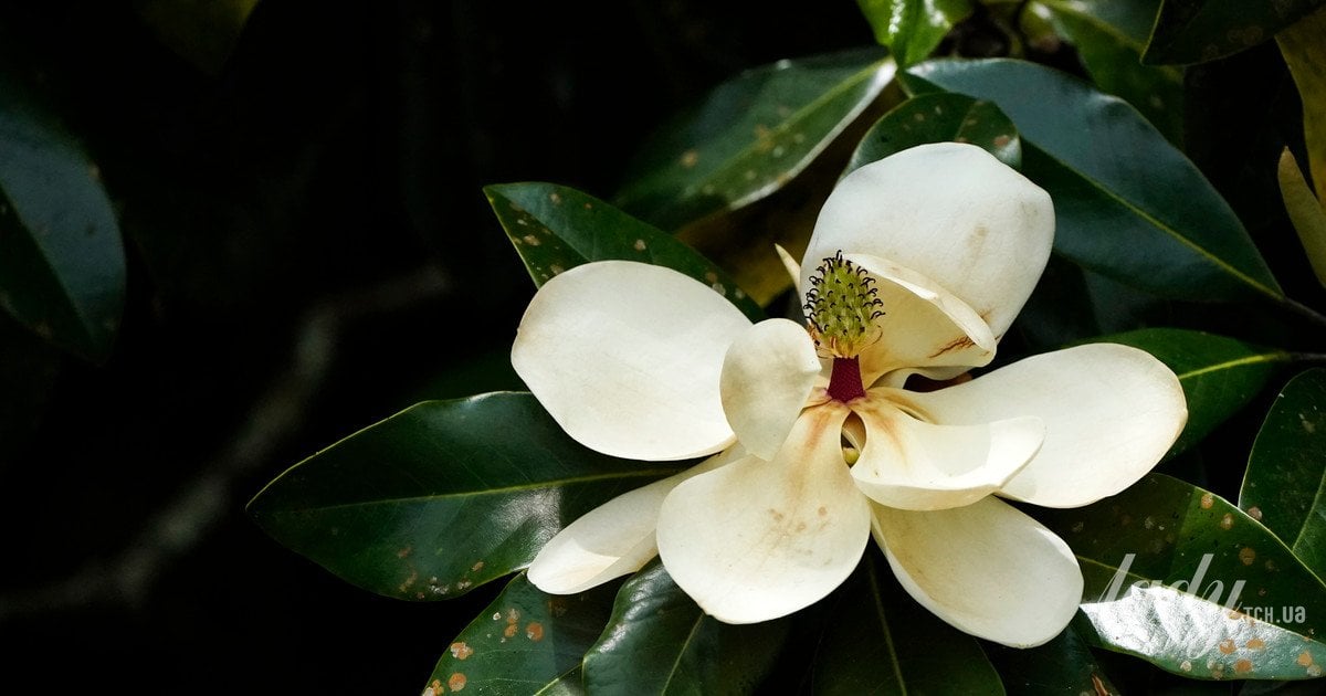 Маринована магнолія