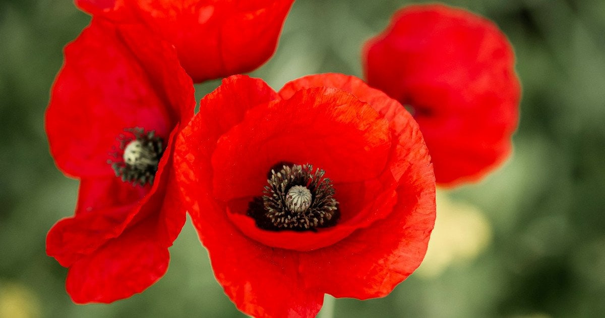 Який день 8 травня 2025 року