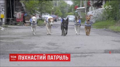 У Таїланді безпритульних собак перетворюють на охоронців правопорядку