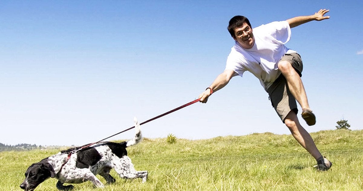 Как отучить собаку тащить поводок