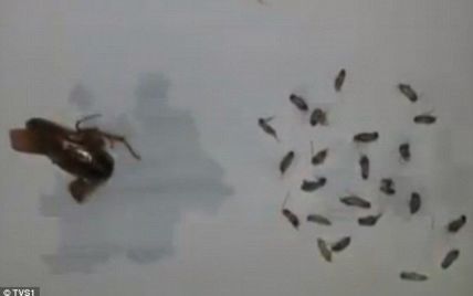 В ухе китайца самка таракана отложила 25 яиц