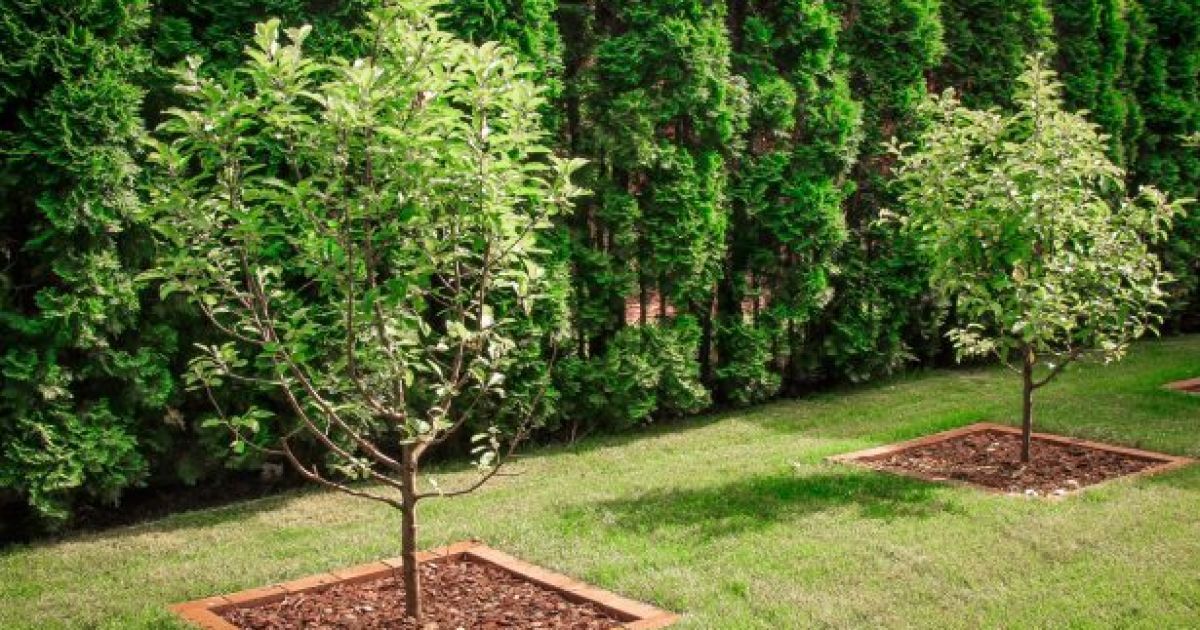 На якій відстані від паркану можна садити дерева