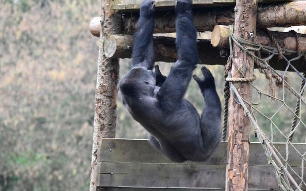 Горилла удивляет посетителей зоопарка / © Chris Rockey