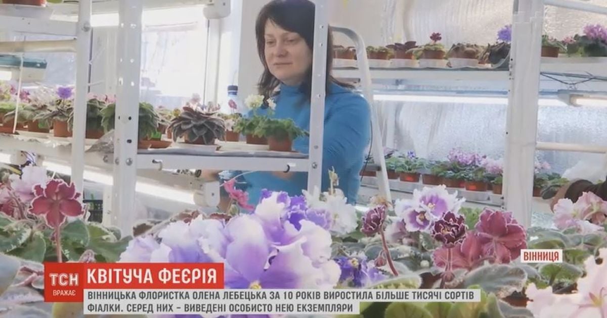 Селекціонерка фіалок вивела унікальний сорт квітки на честь "Океану Ельзи"