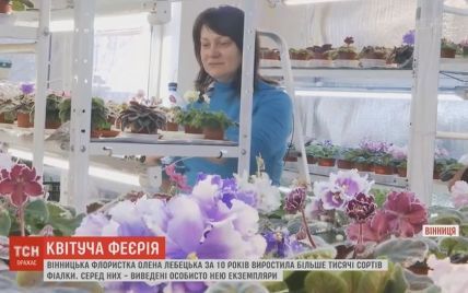 Селекционерка фиалок вывела уникальный сорт цветка в честь "Океана Эльзы"