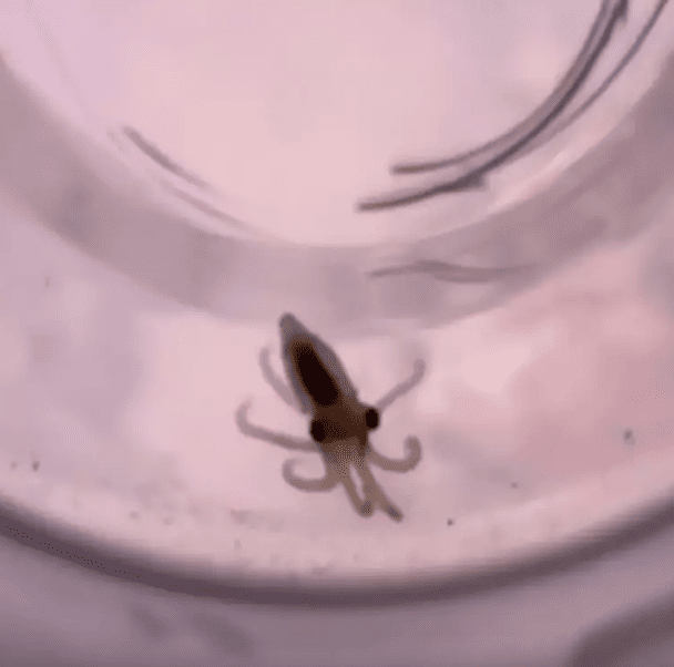 Усі нащадки Терренс зрештою померли після її смерті / © TikTok/Doctoktopus