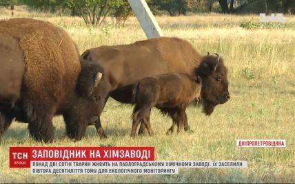 Заповідник на хімічному заводі: як у Дніпропетровській області понад 200 тварин живуть серед ракет