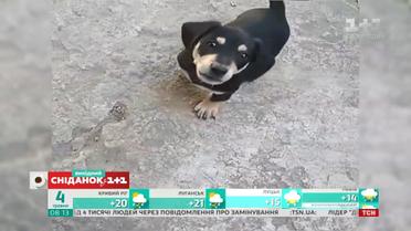 Кумедні відео домашніх улюбленців від глядачів "Сніданку з 1+1"