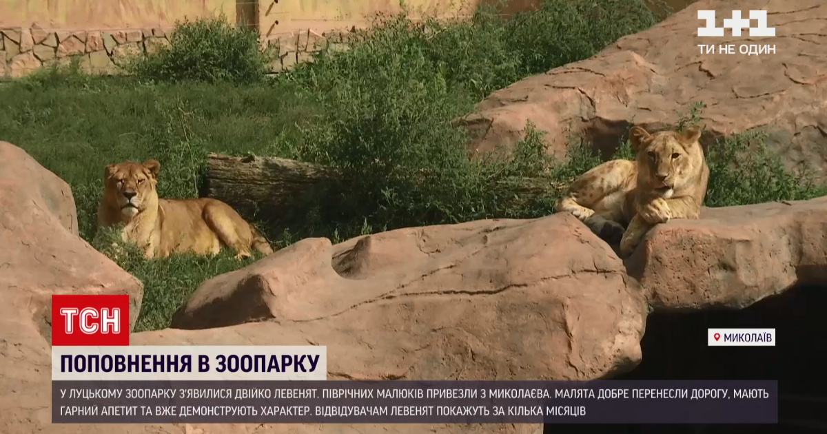 Вже демонструють свої характери: до зоопарку в Луцьку привезли двох левенят (відео)