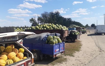 Никому не нужен урожай: почему фермеры за бесценок вынуждены продавать арбузы