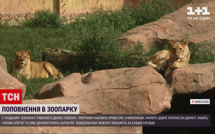 Вже демонструють свої характери: до зоопарку в Луцьку привезли двох левенят (відео)