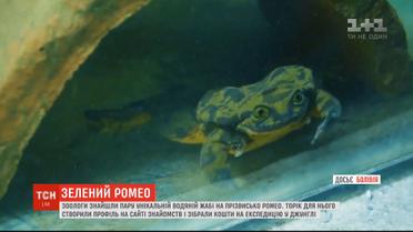 Зелений Ромео більше не один: зоологи знайшли пару знаменитій жабі