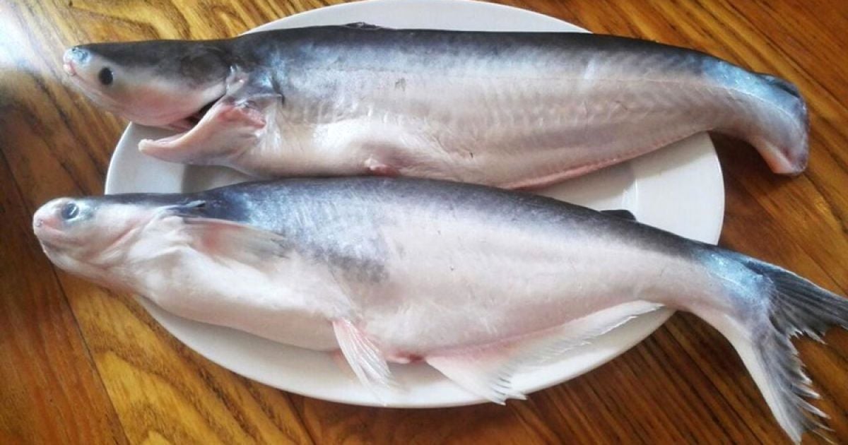 Яка найгірша риба у світі