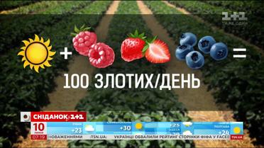 У яких умовах працюють українські збирачі ягід - Наші в Польщі