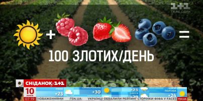 В каких условиях работают украинские сборщики ягод - Наши в Польше