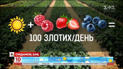 У яких умовах працюють українські збирачі ягід - Наші в Польщі