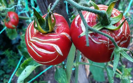 Садовые эксперты рассказали, как предотвратить растрескивание помидоров