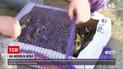 Новости Украины: украинец хотел контрабандой доставить 150 птиц в ОАЭ